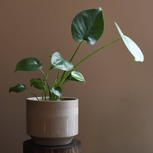 houseplant reaching for light