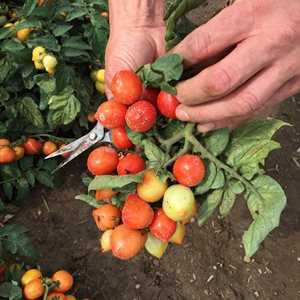 Picking Tomatoes, Goodhearted Tomatoes
Proven Winners
Sycamore, IL