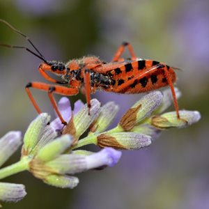 ASSASSIN BUG