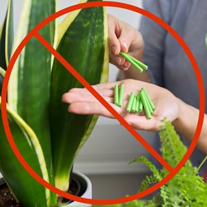 houseplant with fertilizer sticks