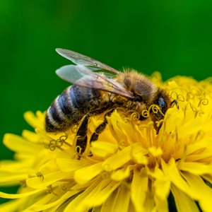 BEE ON DANDELION