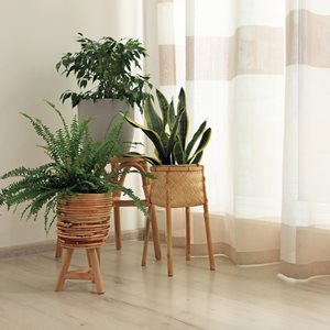 houseplants in front of curtain