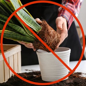 repotting houseplant
