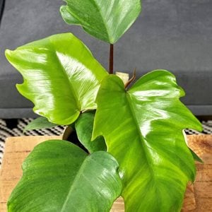 philodendron plant