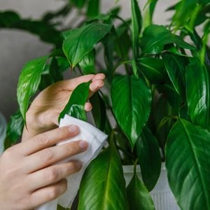 cleaning houseplant leaves