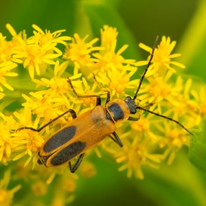 SOLDIER BEETLE