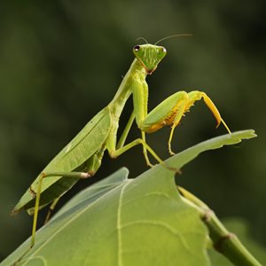 PRAYING MANTIS