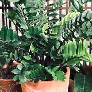 Zz Plant In Clay Pot, Zamioculcas Zamiifolia
Shutterstock.com
New York, NY