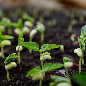 Bean Seeds Growing, Growing Beans
Shutterstock.com
New York, NY
