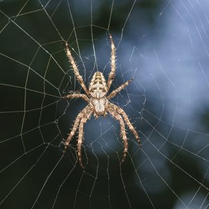 GARDEN SPIDER
