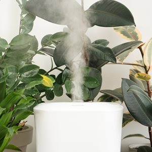houseplants with humidifier