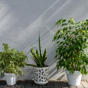 houseplants outside in shade