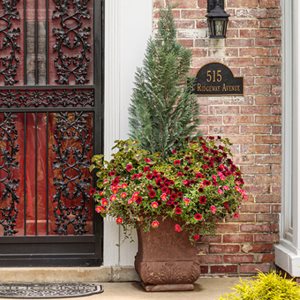 Summer Container With Shrub
Proven Winners
Sycamore, IL