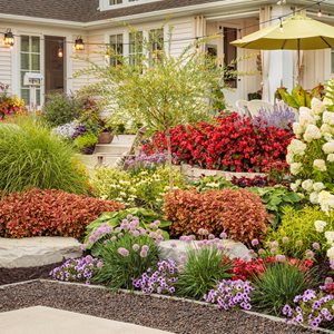 Tracy's Garden In Summer
Proven Winners
Sycamore, IL