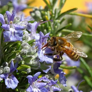 Bee On Rosemary Plant, Pollinator Plant
Shutterstock.com
New York, NY