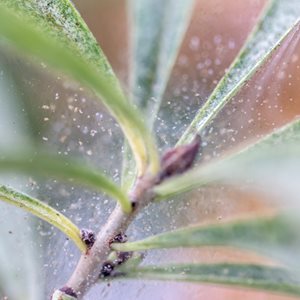 spider mites on houseplant