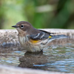 Bird Bath, Bird, Bath
Shutterstock.com
New York, NY