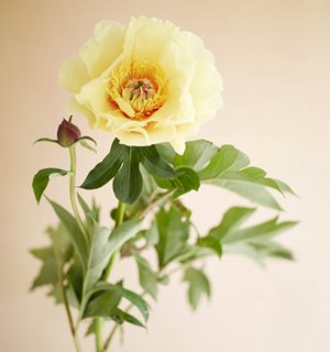 Garden Treasure, Intersectional Peony
Garden Design
Calimesa, CA