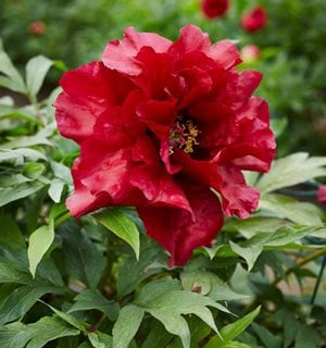 Peony Varieties with Different Bloom Times