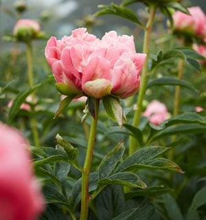 Pink Hawaiian Coral, Herbaceous Peony
Garden Design
Calimesa, CA