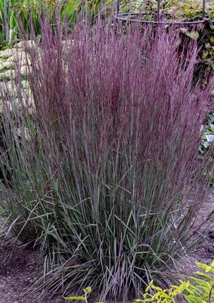 Zone 6 Plants: Top Perennials, Shrubs & Trees | Garden Design