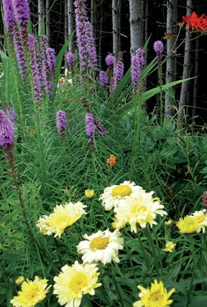 Blazing Star, Shasta Daisy, Crocosmia
Plant Paradise Country Gardens
Caledon, ON