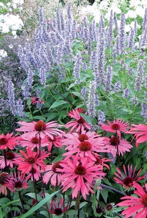 Echinacea, Agastache, Phlox
Plant Paradise Country Gardens
Caledon, ON