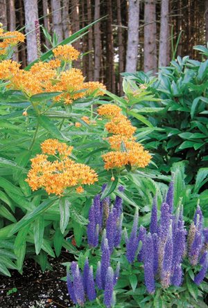Milkweed, Speedwell
Plant Paradise Country Gardens
Caledon, ON