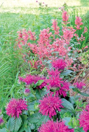 Monarda, Agastache
Plant Paradise Country Gardens
Caledon, ON