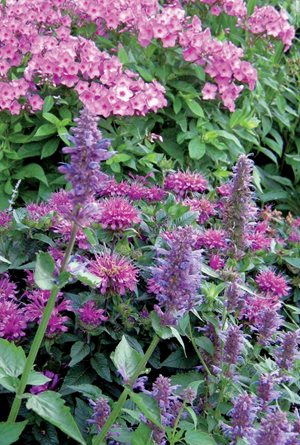 Pink Flowers, Purple Flowers, Phlox, Monarda, Agastache
Plant Paradise Country Gardens
Caledon, ON