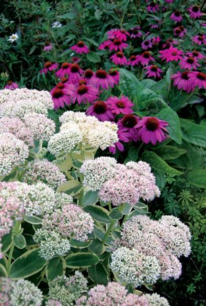 Sedum, Echinacea
Plant Paradise Country Gardens
Caledon, ON