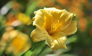 Hemerocallis, Stella De Oro, Stella D Oro, Yellow Flower
Desert Garden Succulents & Cacti
Pixabay