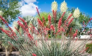 Aloe And Yucca Desert Landscape, Desert Landscaping
Shutterstock.com
New York, NY