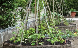 100 Collections Vegetable Garden Designs And Ideas Pictures