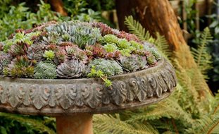 Birdbath Container, Sempervivum Container
Pot Incorporated
Vancouver, BC