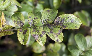 Black Spot Disease, Black Spot On Rose Leaves
Shutterstock.com
New York, NY