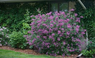 Bloomerang Dark Purple Lilac Bush, Syringa, Lilac Bush
Proven Winners
Sycamore, IL