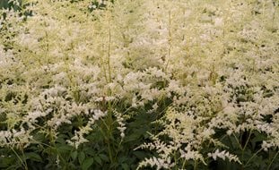 Bridal Veil Astilbe, Astilbe Japonica
Proven Winners
Sycamore, IL