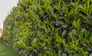 Cherry Laurel, Evergreen Shrub
Shutterstock.com
New York, NY