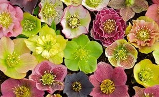 Closeup_lenten_rose_hybrids
Joanne Fuller (Homeowner)
Portland, OR