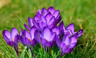 Crocus, Purple Flower
Pixabay
