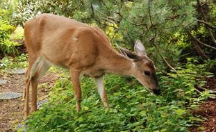 Deer, Garden, Groundcover
Pixabay