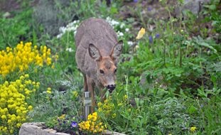 Deer In Garden
Shutterstock.com
New York, NY