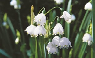 Deer Proof Bulb, Leucojum Aestivum
Garden Design
Calimesa, CA