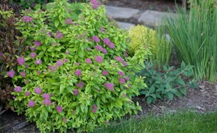 Double Play Gold Spirea, Spirea Bush
Proven Winners
Sycamore, IL