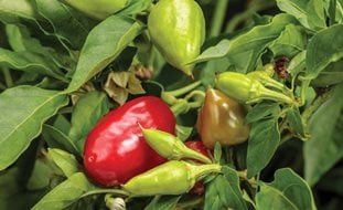 Fire Away Hot & Heavy Pepper, Pepper Plant 
Proven Winners
Sycamore, IL