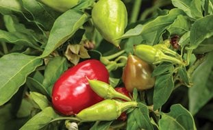 Fire Away Hot & Heavy Pepper, Pepper Plant
Proven Winners
Sycamore, IL