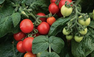 Goodhearted Tomatoes On Vine, Red And Green Tomatoes, Goodhearted Tomato
Proven Winners
Sycamore, IL