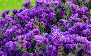 Grape Crush Aster
Proven Winners
Sycamore, IL