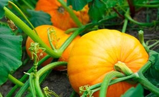 Growing Pumpkins, Pumpkins, Orange Pumpkin
Shutterstock.com
New York, NY